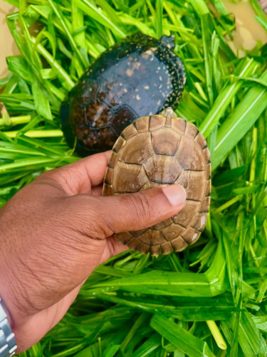 Turtles For Sale In Jamaica 
