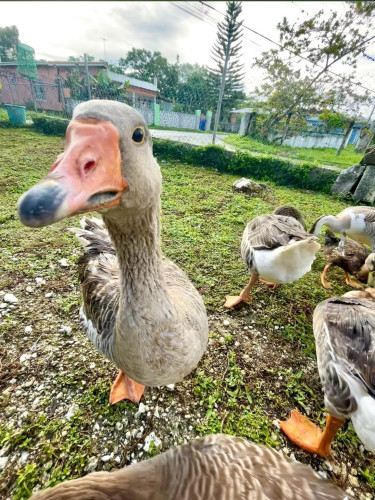 Geese For Sale In Jamaica 