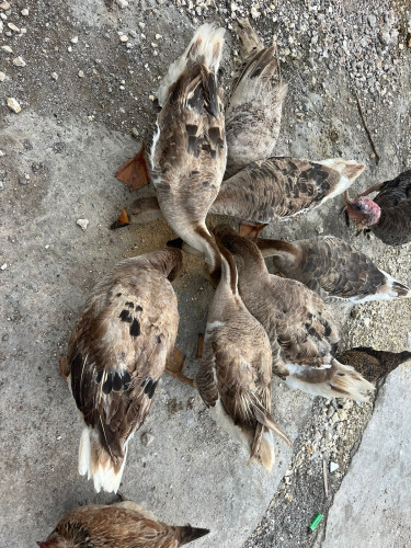 Geese For Sale In Jamaica 