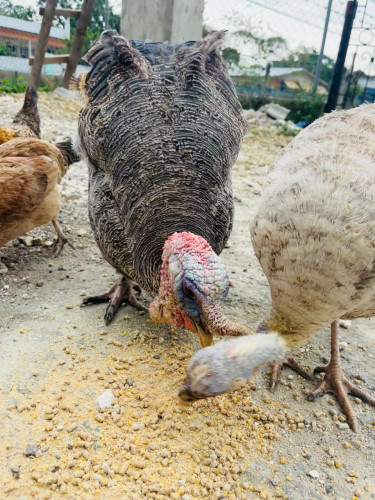 Turkeys For Sale In Jamaica 