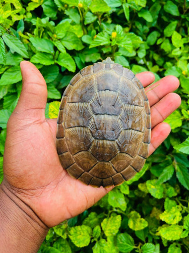 Pet Turtles For Sale In Jamaica