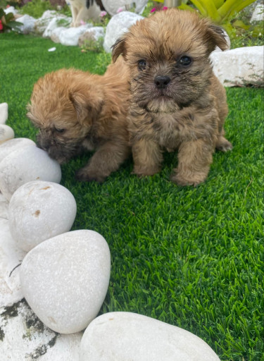 Shihtzu Puppies Available