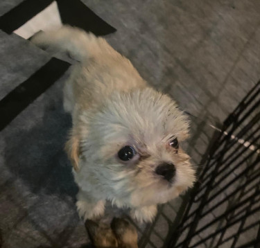 Shihtzu Puppies Available