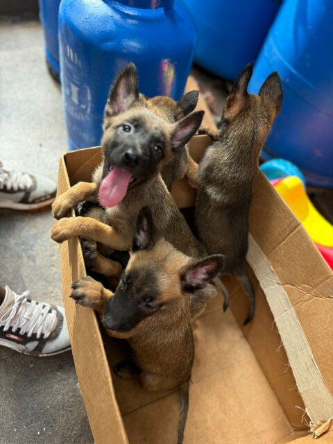 Imported Bloodline  Belgian Malinois Puppies