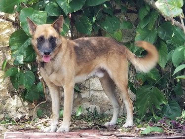 Akita-Sheperd, 4 Year Male Guarddog