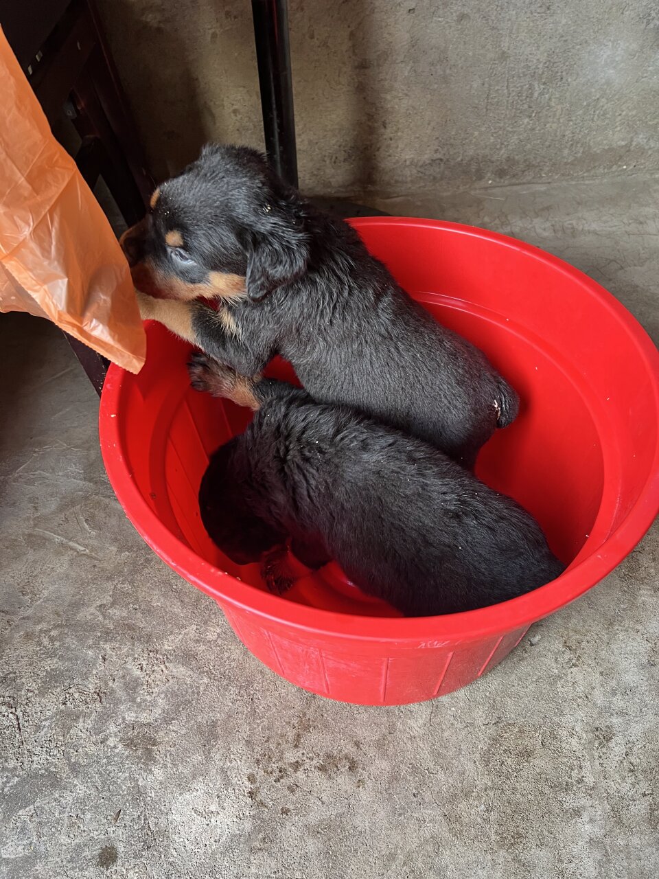 For Sale: ROTTWEILER PUPPIES 2 Males Left - Great River