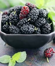 Black Mulberry -- Ancient Fruit Now Life-giving