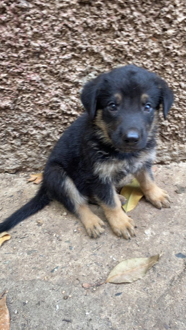 Full Breed German Shepherd Puppies 