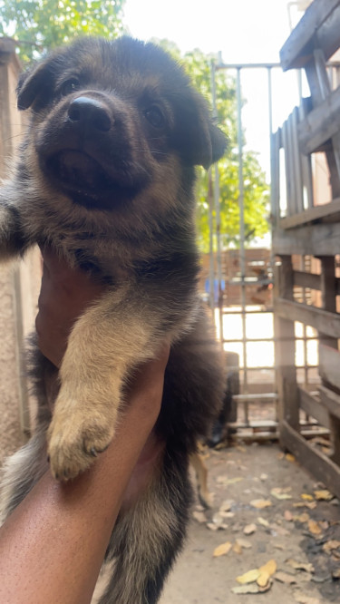 Full Breed German Shepherd Puppies 