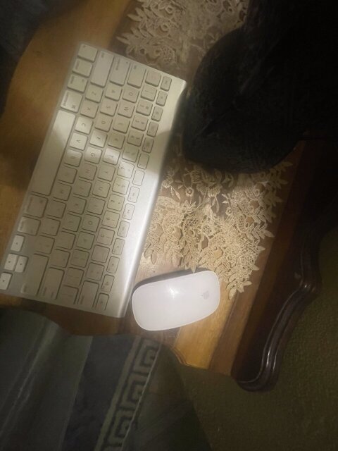 Apple Bluetooth Mouse And Keyboard