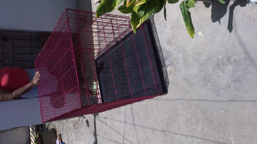 48 Inch Dog Cage For Sale
