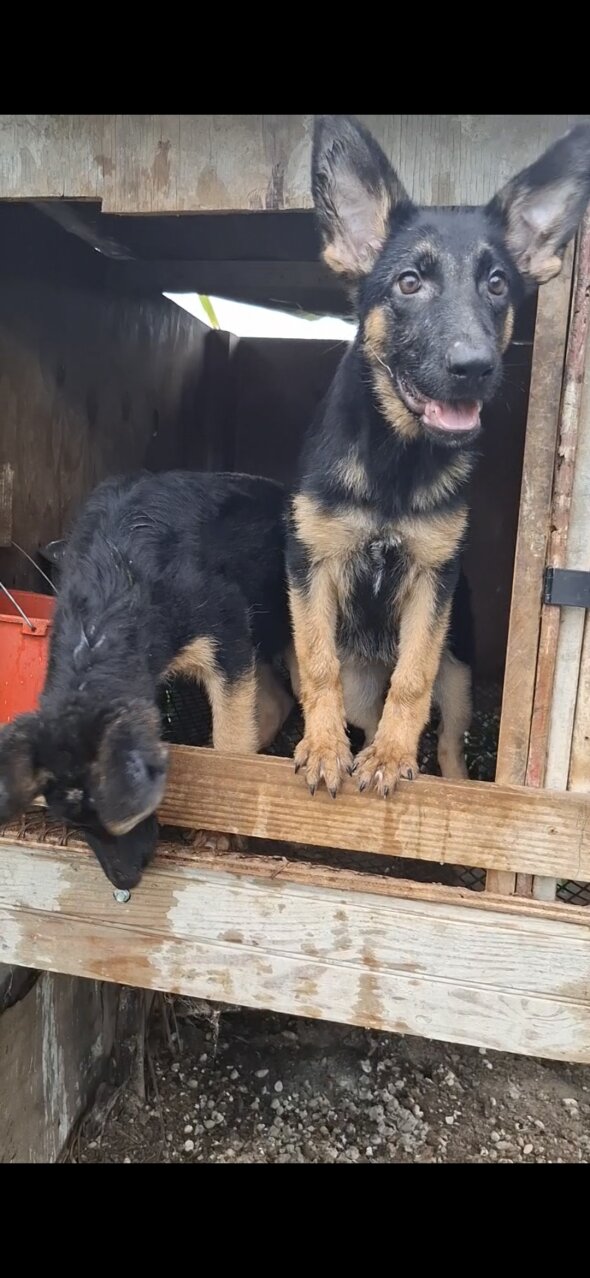 For Sale: GERMAN SHEPHERD - Spanish Town Bypass