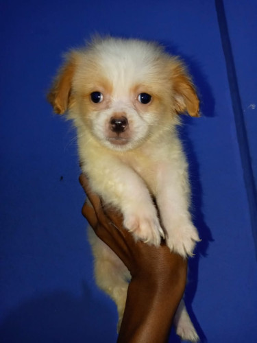 Shi Tzu Pomeranian (Male) Puppies For Sale