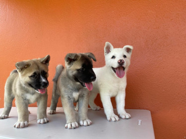 Akita Puppies Purebred 