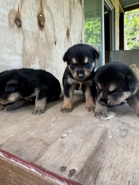 AKITA X ROTTWEILER PUPPIES  MIX FOR SALE