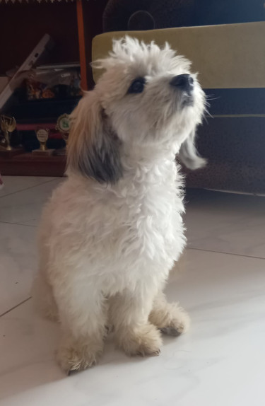 Adorable Shihtzu Poodle Puppy For Sale