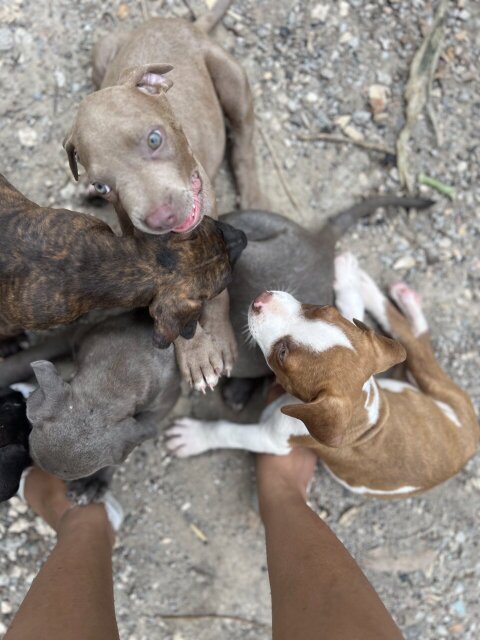 Purebred Pitbull Puppies For Sale Fully Vaccinated