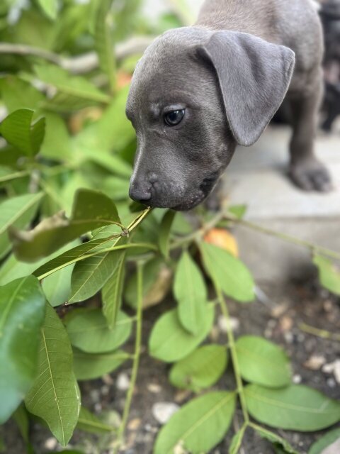 Purebred Pitbull Puppies For Sale Fully Vaccinated