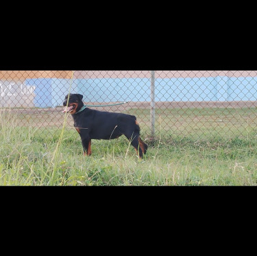 3+ Year Old Registered Female Rottweiler