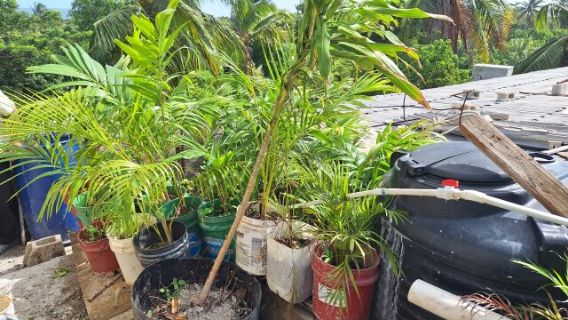 Plants For SALE And RENTAL