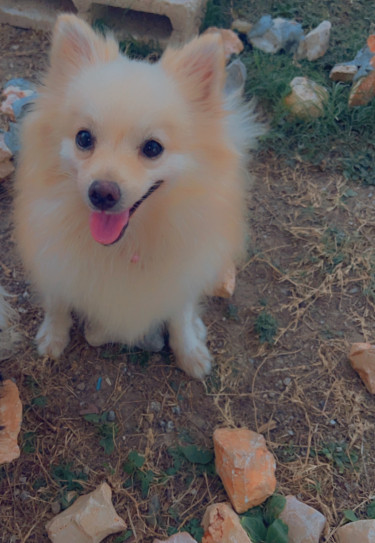 Purebred Female Pomeranian 