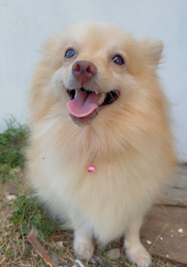 Purebred Female Pomeranian 