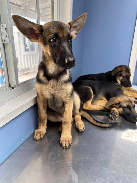 Unregistered German Shepherds FOR SALE