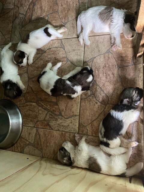 Shih Poo Puppies Available Soon