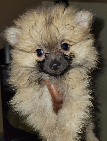 Fullbred Pomeranian Puppies Available 