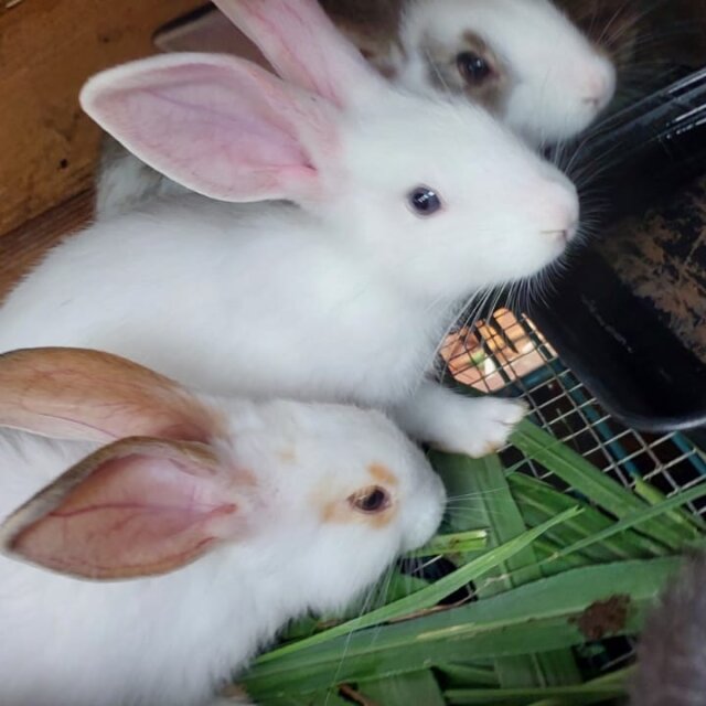Rabbits Available