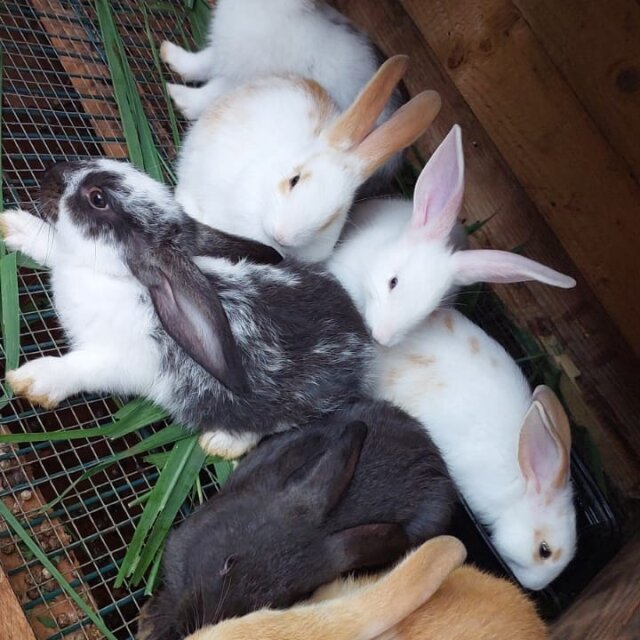 Rabbits Available