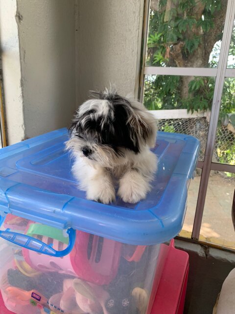 Shihtzu