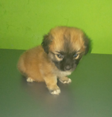 Shitzhu Pup(male) 
