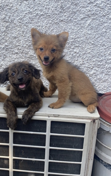 Fully Vaccinated Shitzu Pomeranian For Sale 