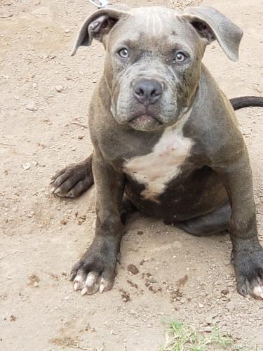 Female Pitbull Puppy For Sale 
