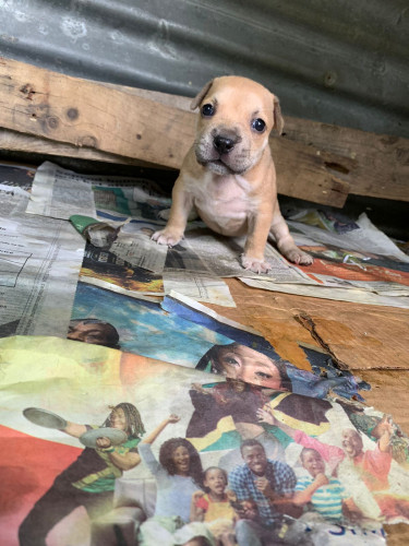 American Bullie Pups 