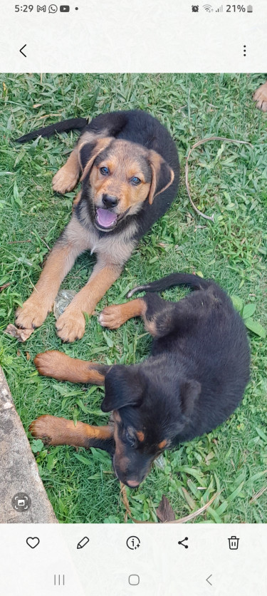 Rotti-Shepherd Mix Pups. Dewormed, 1st Shots Given