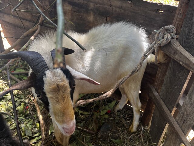 Boar Goat Mix Ram Up For Sale