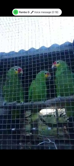 Red-lored Amazon Parrots