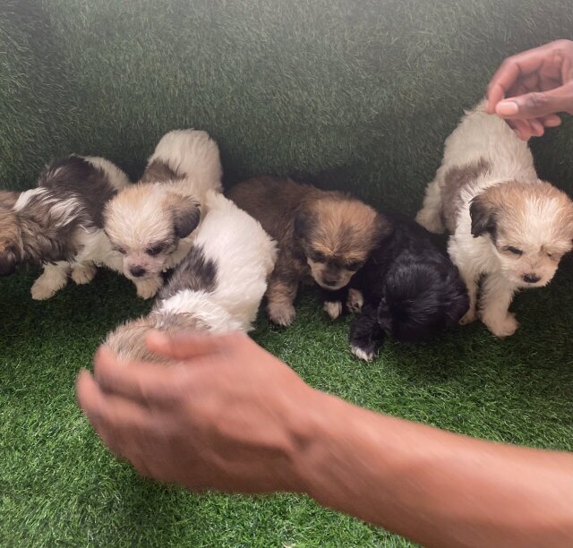 Shih Poo Puppies Now Available