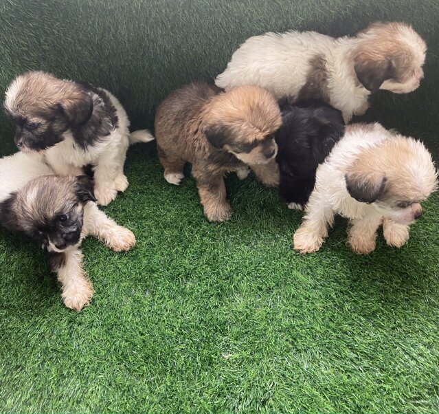 Shih Poo Puppies Now Available