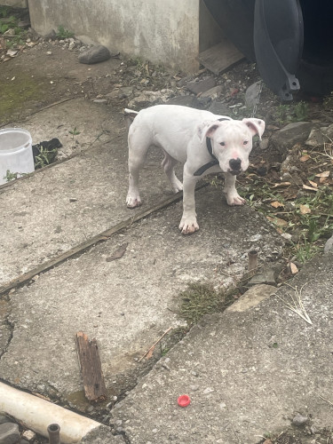 4 Months Old Purebred Female Bully Fully Vaccinate