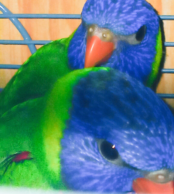 Lorikeets Parrots