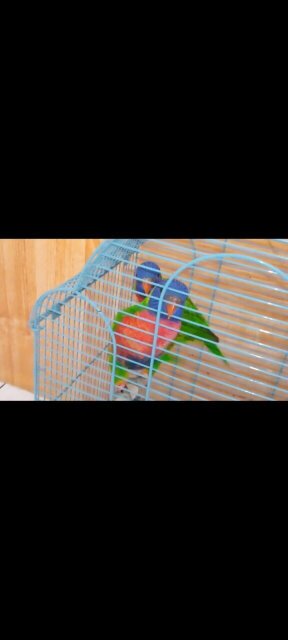 Lorikeets Parrots