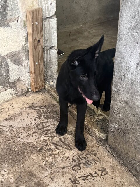 ALL BLACK PURE BRED GERMAN SHEPHERD PUPPY