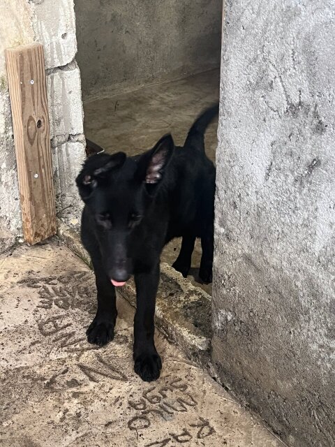 ALL BLACK PURE BRED GERMAN SHEPHERD PUPPY