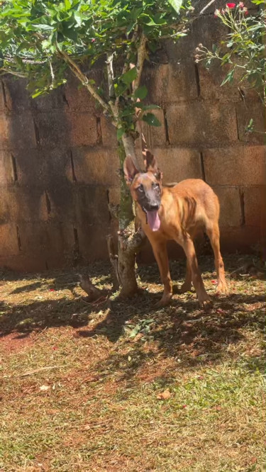 KNPV Belgian Shepherd Malinois Male