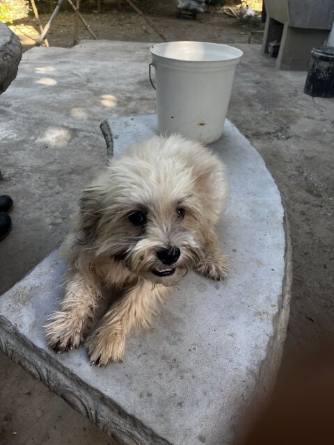 Shih Tzu Pup For Sale He Is 4 Months Old