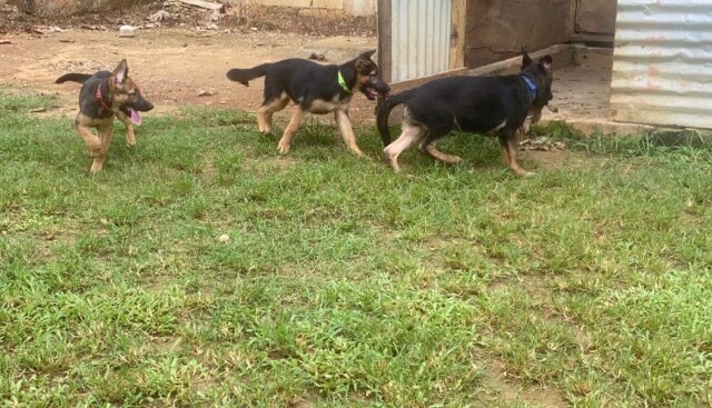 German Shepard Puppies