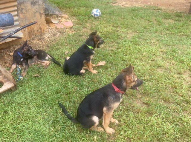 German Shepard Puppies